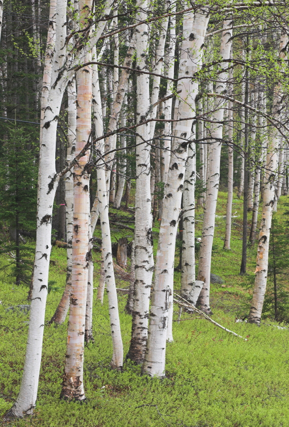 Tapping Birch and Black Walnut Trees for Syrup Blain's Farm & Fleet Blog