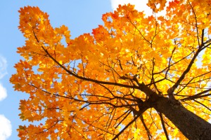 Tapping maple trees in your backyard to make maple syrup.