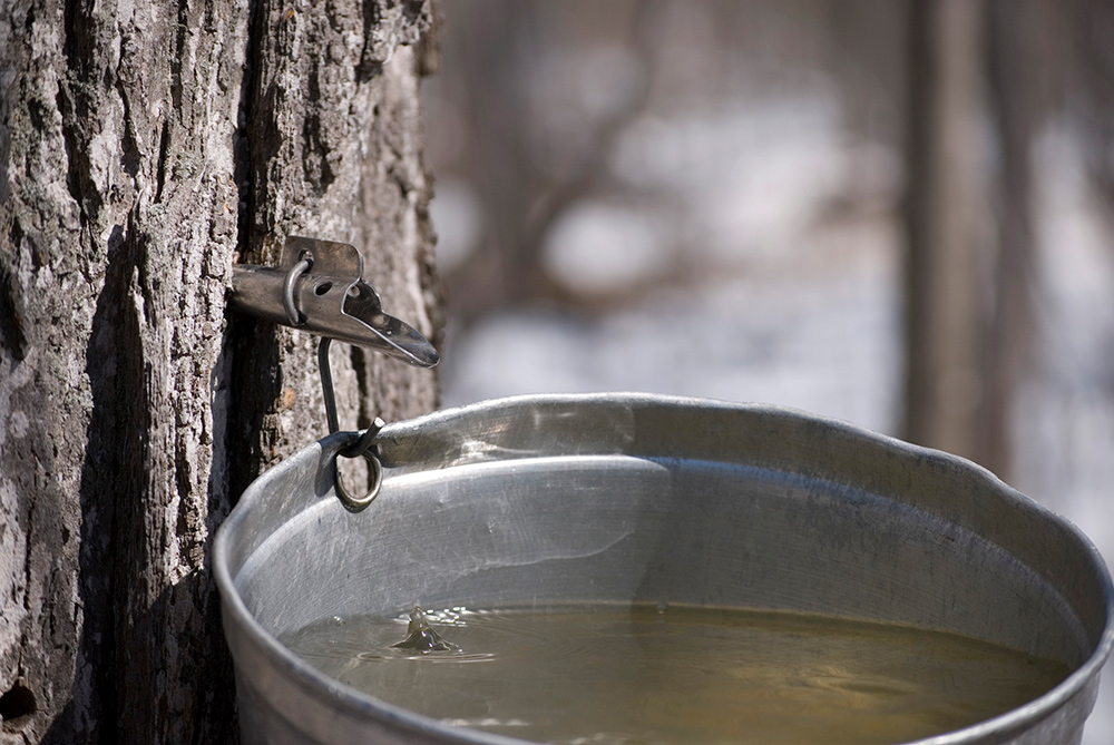 How to Tap Maple Trees | Blain's Farm & Fleet Blog