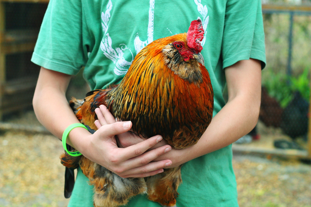 ... chickens in your backyard here are some beginner tips on chicken coops