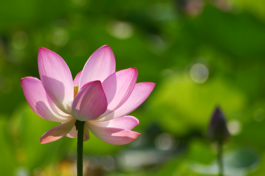 The Best Plants for Water Gardens Blain's Farm & Fleet Blog