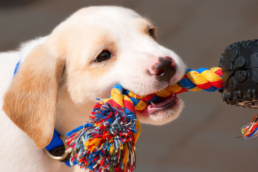 puppy teething tips how to deal with puppy teething blain s farm fleet puppy teething tips how to deal with puppy teething blain s farm fleet