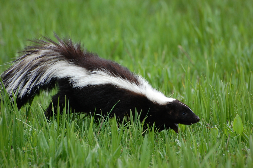 what to do when you get a puppy what to do when your gets skunked blain s farm fleet what to do when you get a puppy what to do when your gets skunked blain s farm fleet