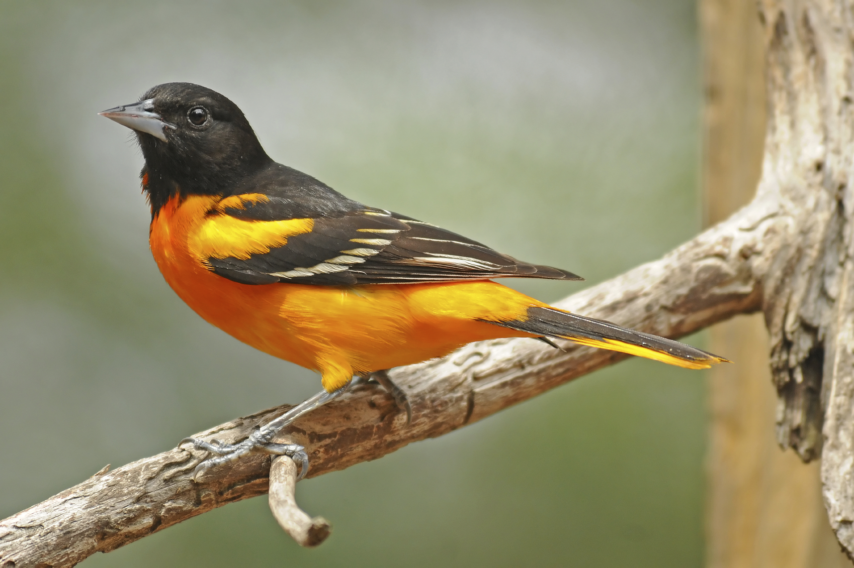 attracting orioles blain s farm fleet blog attracting orioles blain s farm fleet blog