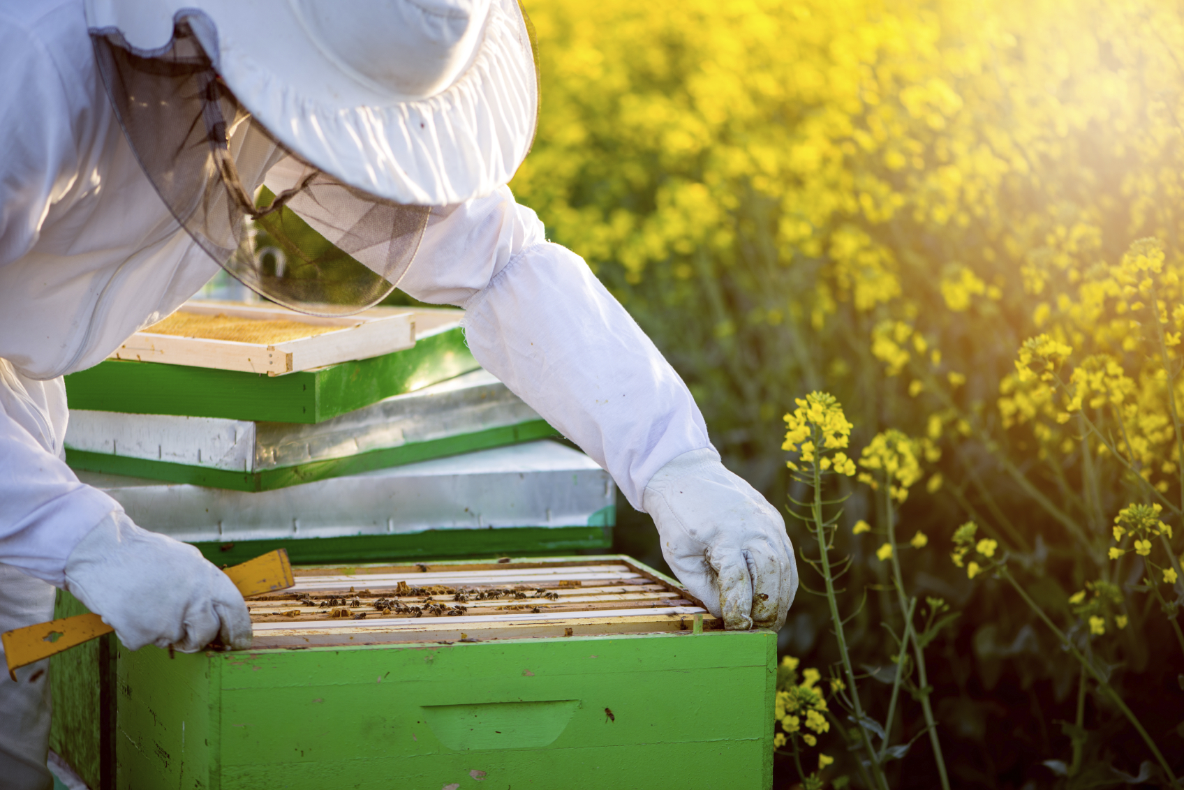 How to Start a New Bee Colony Blain's Farm & Fleet Blog