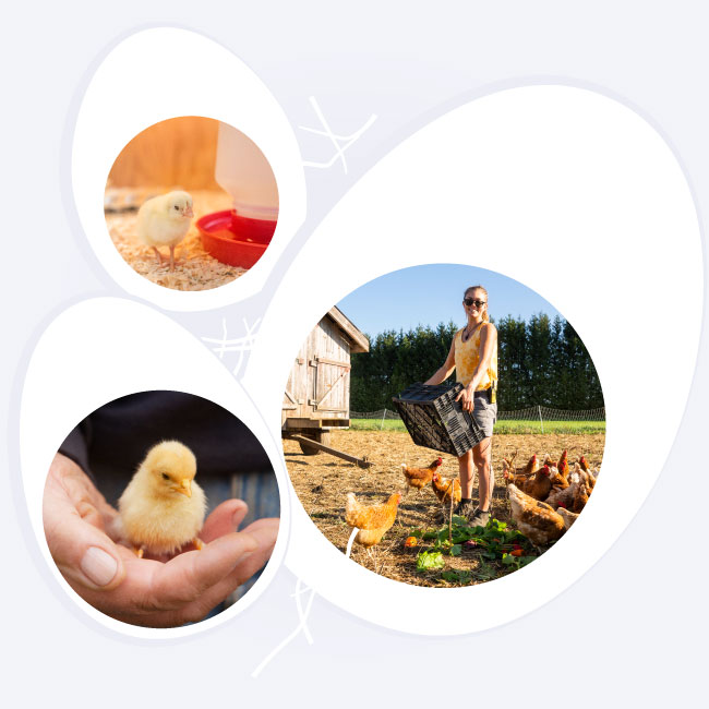 Chick Days Blain's Farm & Fleet
