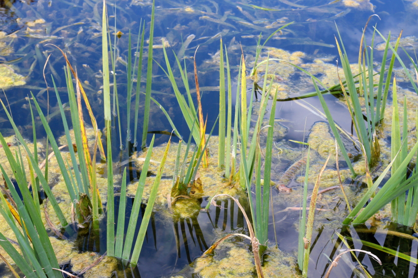 Diy Pond Maintenance Blain S Farm Fleet Blog