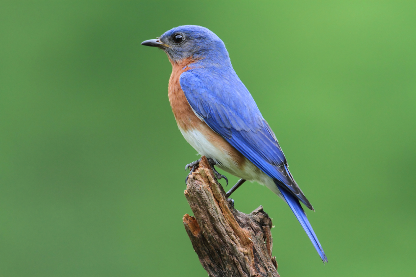Bluebirds Nesting In Your Yard Blain S Farm Fleet Blog
