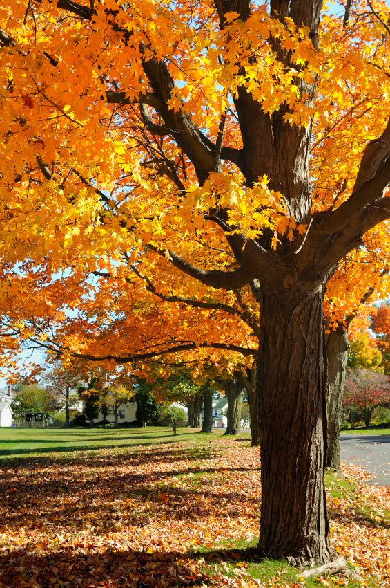 Maple Tree Leaf Identification Chart