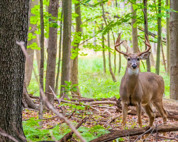 How To Attract Deer Blain S Farm Fleet Blog How To Attract Deer