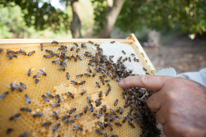 Requeening Frame Langstroth Beehive Re-queen Hive