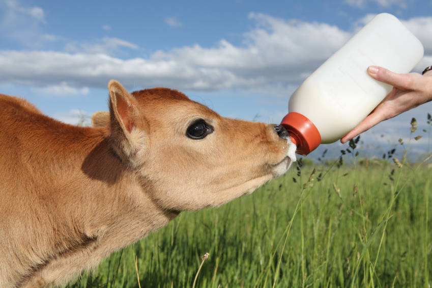 Calf Milk Replacer Feeding Chart