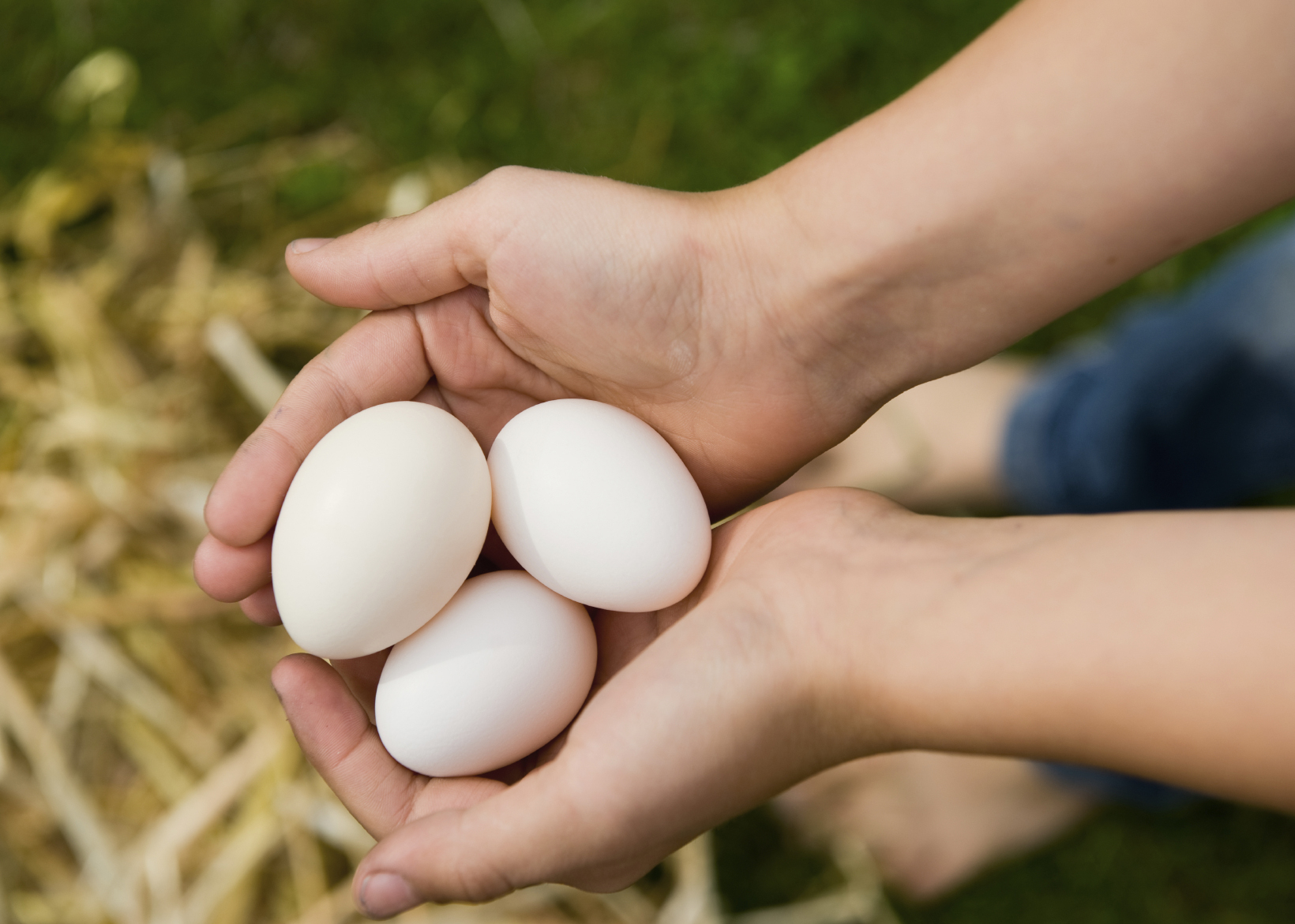 which chicken breeds are best for egg production blains farm chicken egg production