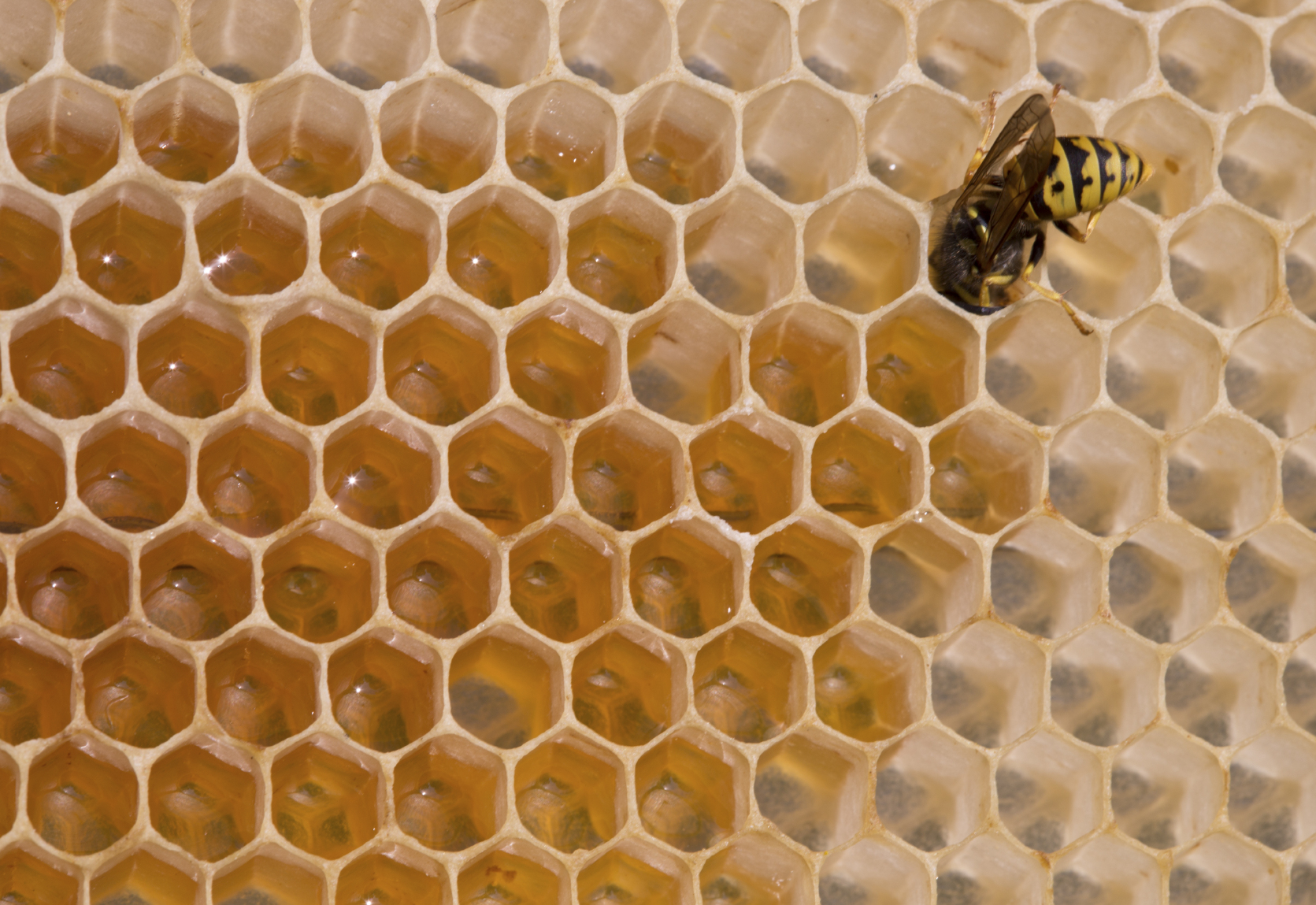 how to combat beehive robbing blain s farm fleet blog