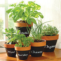 How To Make A Terracotta Window Herb Garden Blain S Farm Fleet Blog How To Make A Terracotta Window Herb Garden